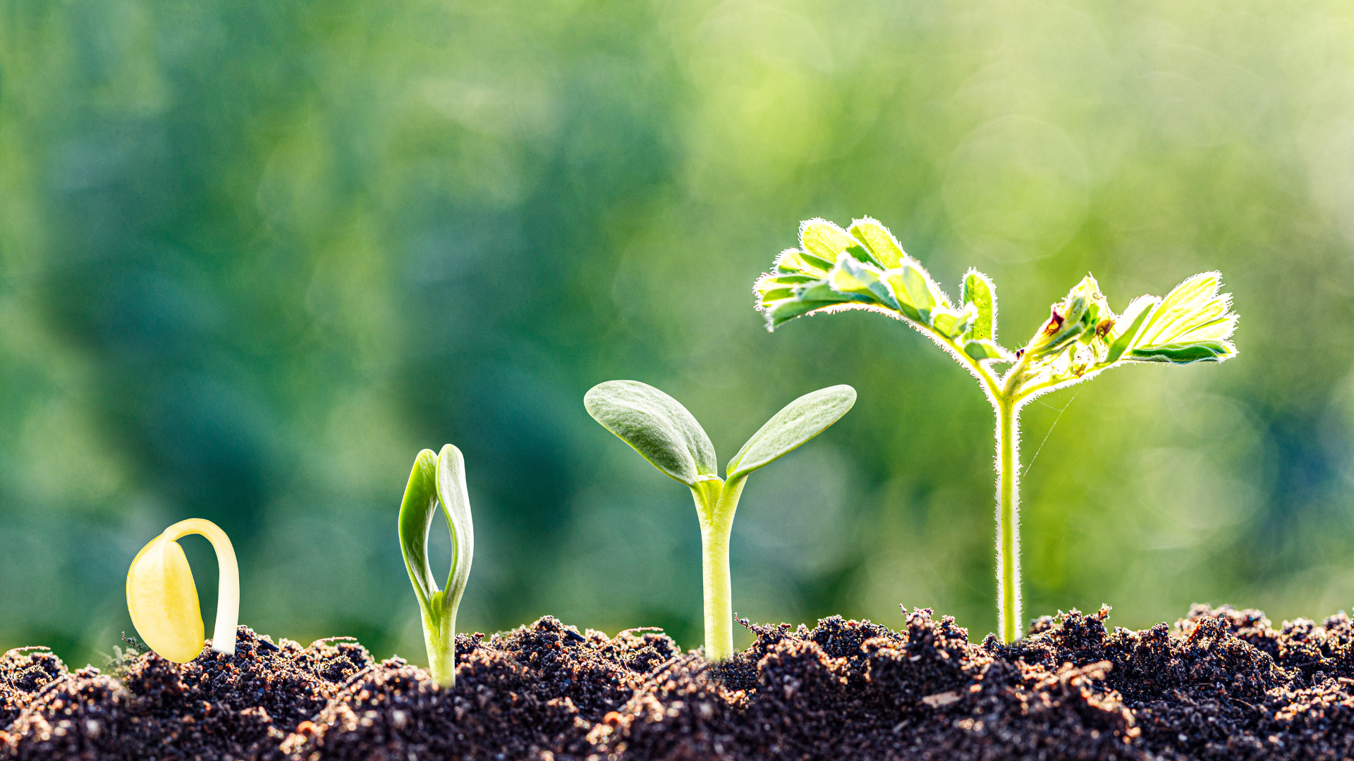 Empleo en el extranjero